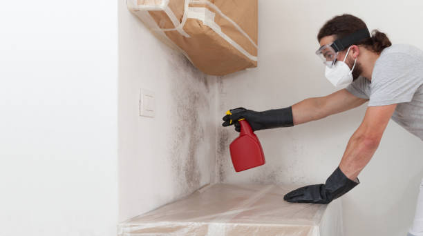 Professional Mold Removal technician working in Northport, NY